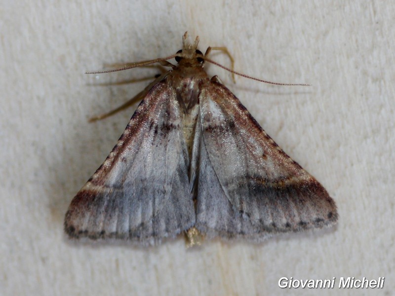 Crambidae da ID - Stemmatophora brunnealis